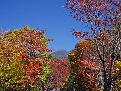 富士見高原の紅葉も真っ盛り